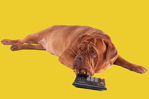 Bild Hund mit Rechner
