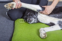 hundetherapie.jpg