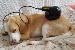 Bild Lasertherapie beim Hund