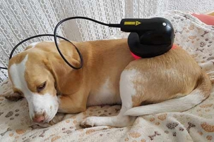 Bild Lasertherapie beim Hund
